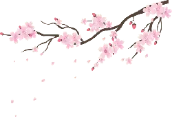 Cherry Blossom Branch - nature - PNG Images