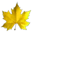 Maple Leaf - fall - Popular Download PNG