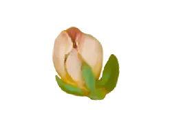 Peach Blossom - No Watermark PNG - Trending PNG