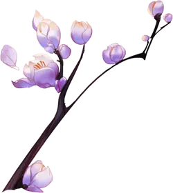 Plum Blossom - white - No Watermark PNG