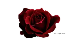 Red Rose - romantic - beautiful - High Resolution PNG
