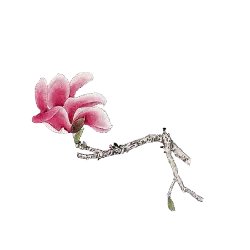 Magnolia - branch - Trending PNG