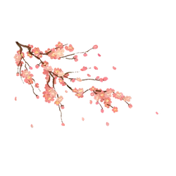 Cherry Blossom Branch - nature - No Background PNG
