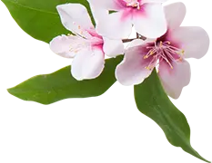 Magnolia liliflora Desr. - plant - Free Download PNG