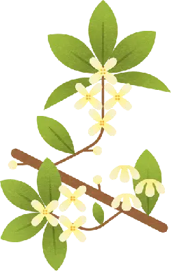 Jasmine - plant - flower - High Resolution PNG