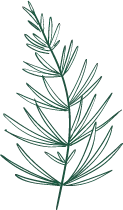 Pine Needle - nature - High Resolution PNG