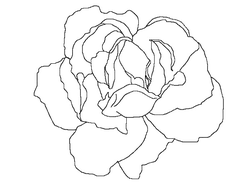 Rose - black background - Popular Download PNG