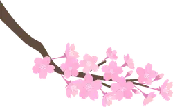 Cherry Blossom Branch - flower - Designer's Pick PNG