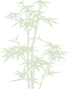 Bamboo - nature - branches - PNG Images