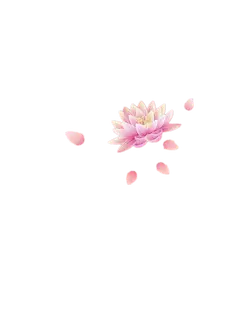Pink Lotus Flower - High Download Count PNG