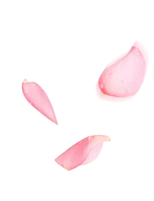 Pink Petals - lightweight - Recommended PNG