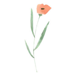 Orange Flower - Free Download PNG