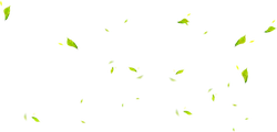 Green Leaves - background - leaves - No Background PNG