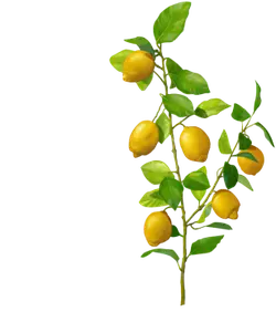 Lemon Tree - Fast Download PNG