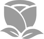 Rose - nature - High Quality PNG