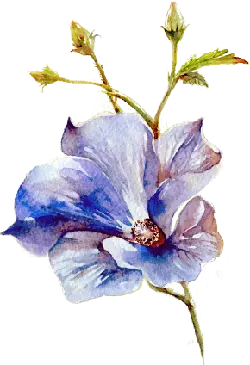 Morning Glory - plant - watercolor painting - No Background PNG