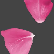 Rose Petals - pink - High Quality PNG