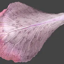 Leaf - No Background PNG - Fast Download PNG