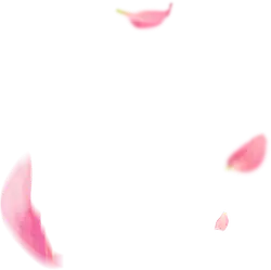 Petals - lightweight - falling - Free PNG