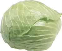 Cabbage - fresh - Highly Rated PNG