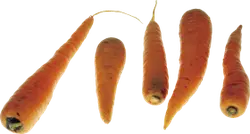 Carrot - Popular Download PNG - Transparent Layer PNG