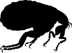 Black Owl - Popular Download PNG - owl - Pic 1