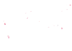 Pink Petals Falling - High Quality PNG - nature