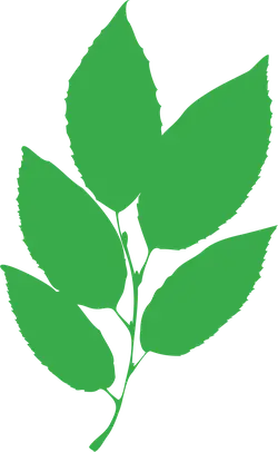 Leaf - Transparent Layer PNG - leaf