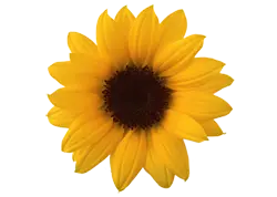 Sunflower - yellow - High Resolution PNG