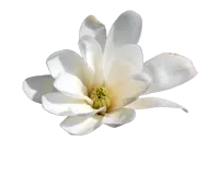 Magnolia denudata - No Watermark PNG