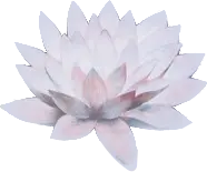 Lotus Flower - pink - Popular Download PNG