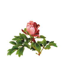 Rose - PNG Images - Designer's Pick PNG