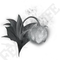 Black Rose - photography - art - High Resolution PNG