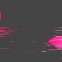 Pink Flowers - peaceful - Lossless PNG