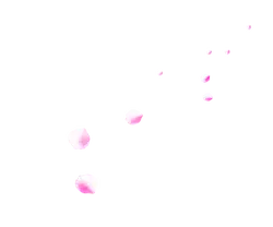 Pink Petals - lightweight - Trending PNG