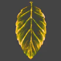 Leaf - green - autumn - PNG Images