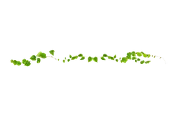 Vine Plant - growth - Trending PNG