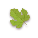 Maple Leaf - green - Designer's Pick PNG