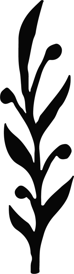 Laurel Leaf - plant - green - No Background PNG