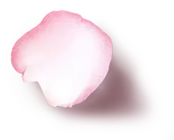 Petals - Lossless PNG