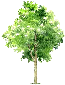 Tree - Transparent Background PNG - No Background PNG