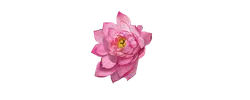 Pink Lotus Flower - nature - No Watermark PNG