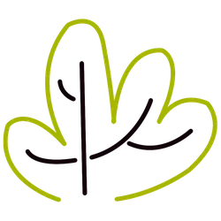Clover - Recommended PNG - plant