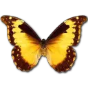 Bordered Patch - insect - PNG