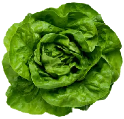 Lettuce - fresh - nutrition - Free PNG