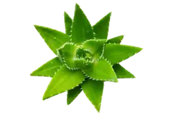 Aloe vera - leaves - green - High Resolution PNG