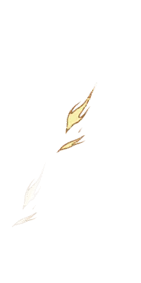 Feather - nature - High Resolution PNG