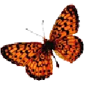 Bicyclus safitza - insect - Free PNG