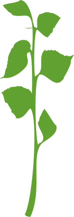 Plant Stem - stem - High Resolution PNG