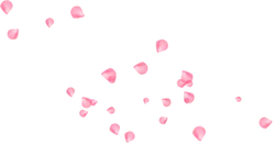Pink Petals - romantic - Fast Download PNG